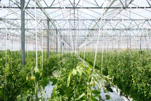 agriculture related news