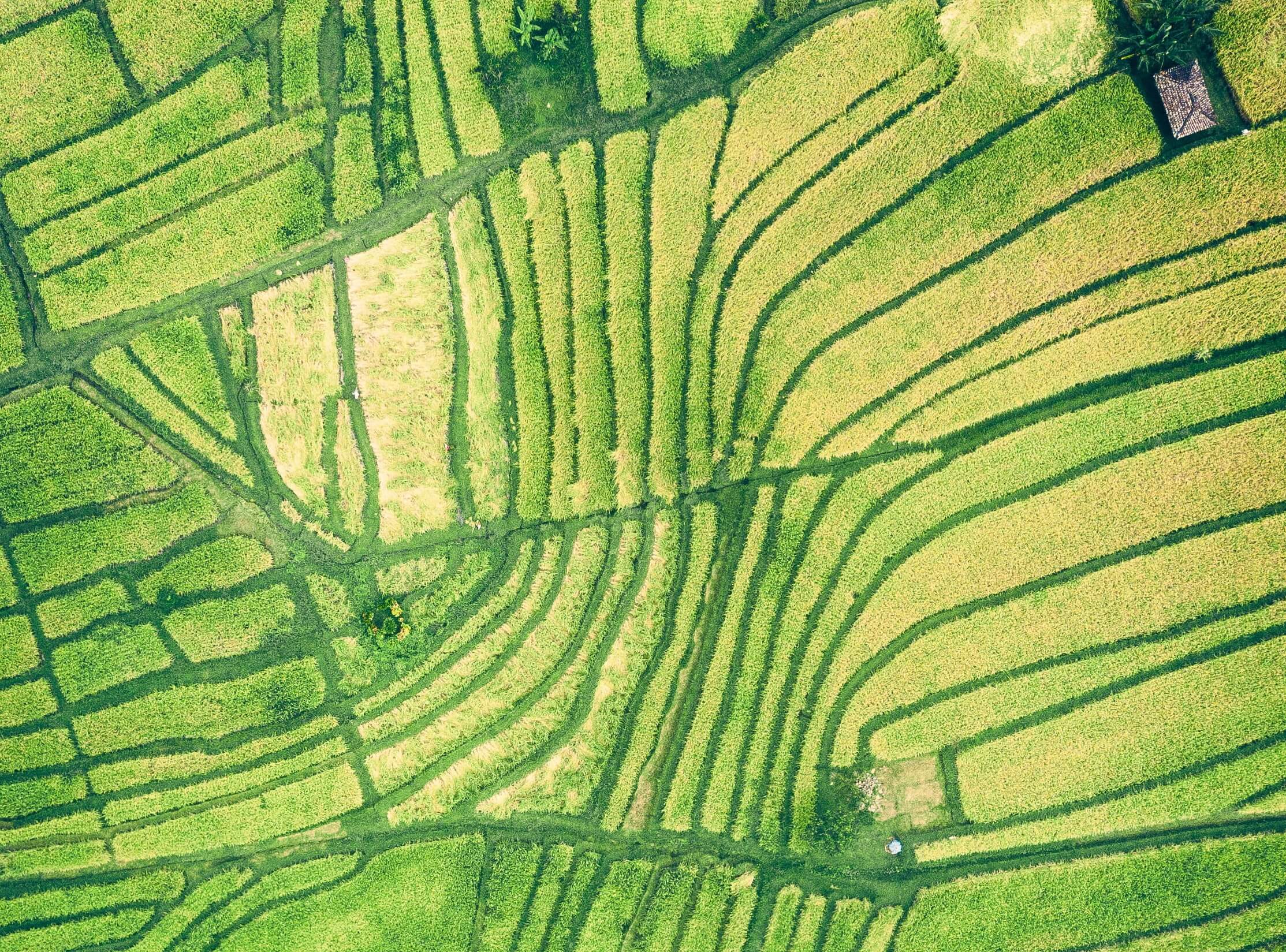 IoT irrigation fields IoT irrigation system