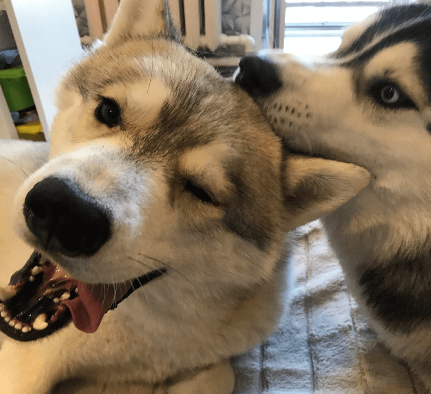 Alex' doggos Raise and Brit dogs