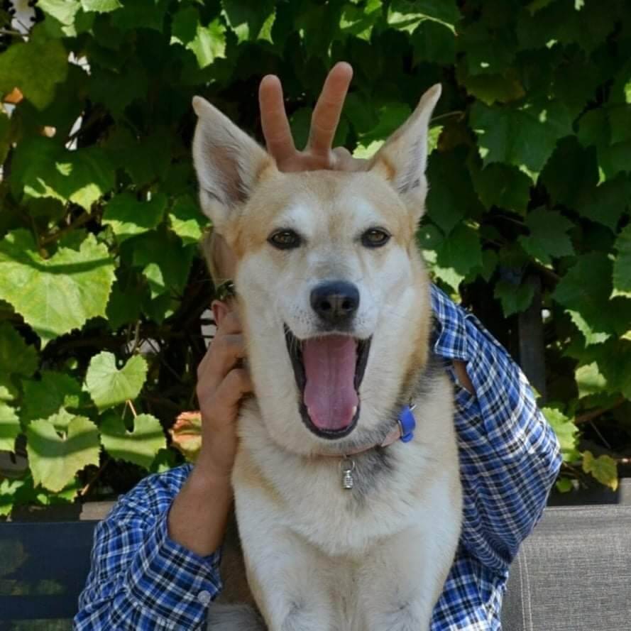 Easy doggo Easy dog