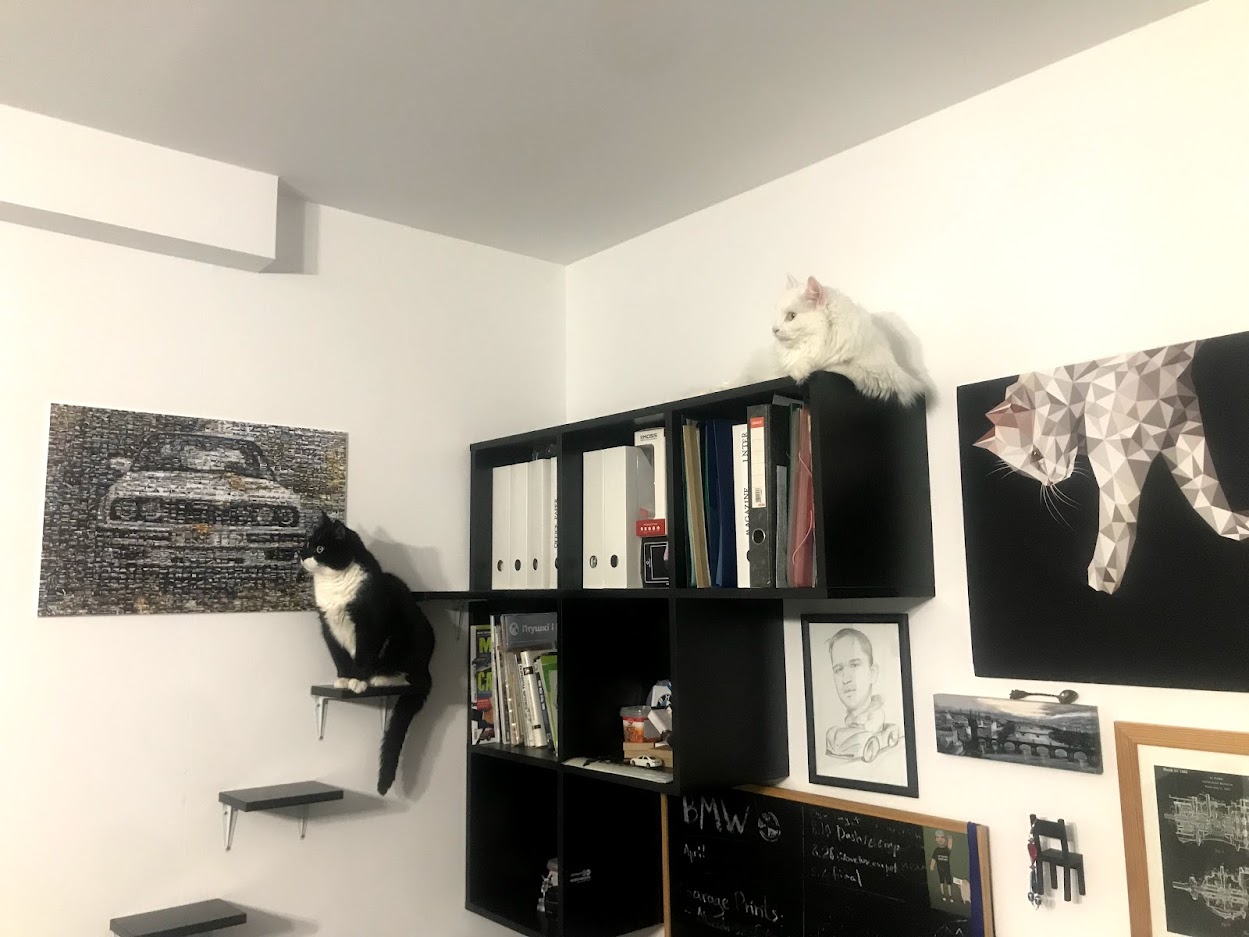 Pavel's cats Pavel's cats